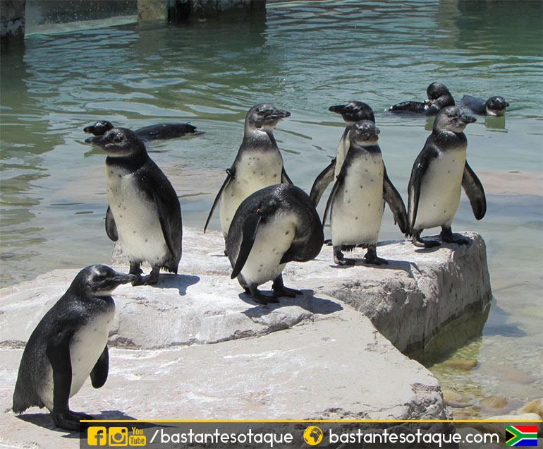 Pinguins - África do Sul