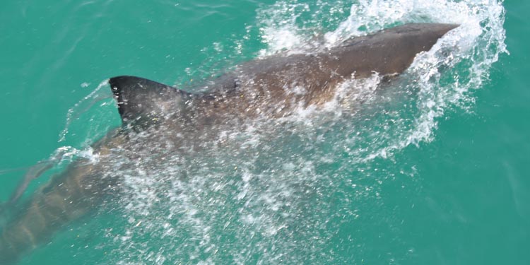 Tubarões em Cape Town
