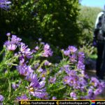 Jardim de Kirstenbosch, Cape Town
