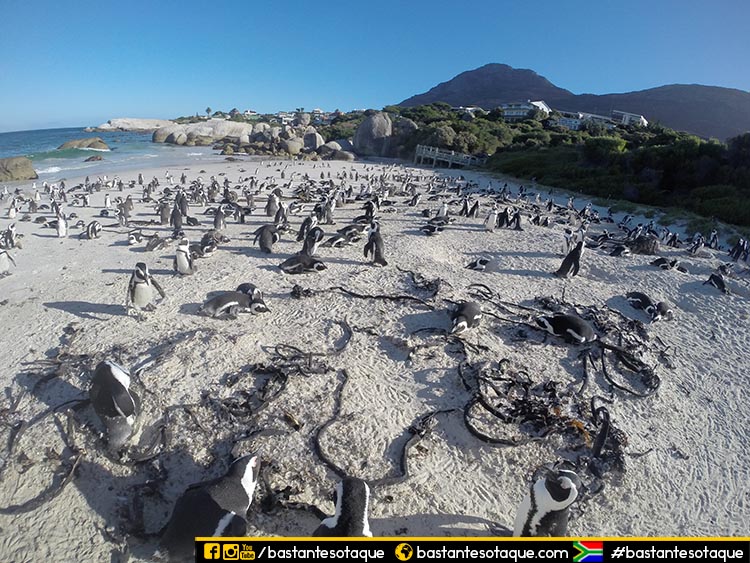 Boulders, a praia dos pinguins