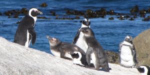 Praia dos pinguins - Cape Town/Cidade do Cabo, África do Sul