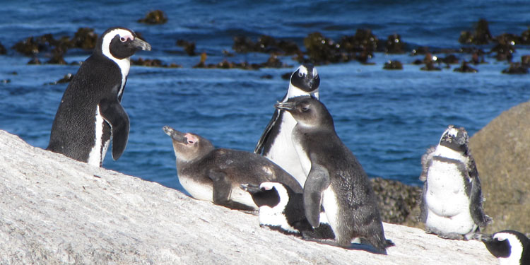 Praia dos pinguins - Cape Town/Cidade do Cabo, África do Sul