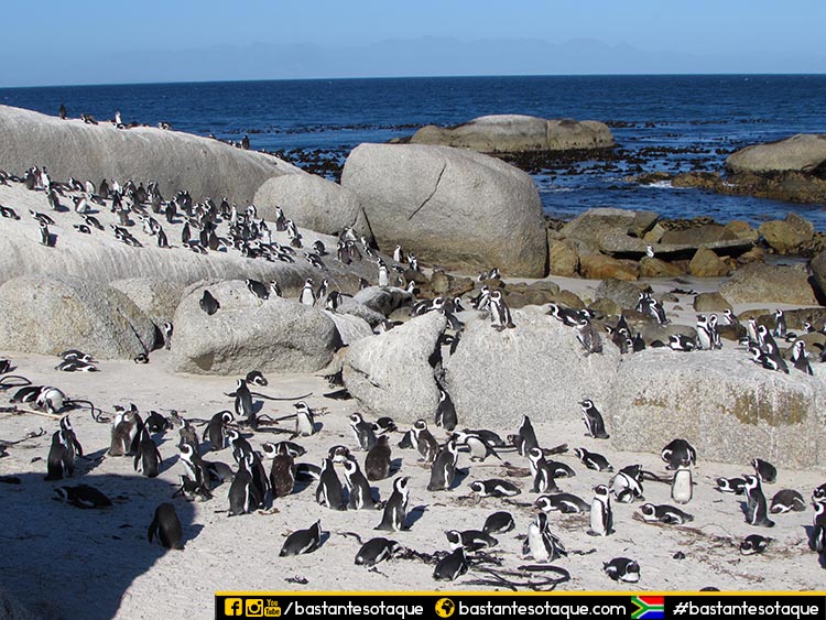 Boulders, a praia dos pinguins