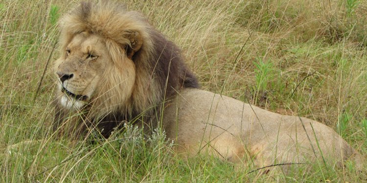 Interação com filhotes de animais na África do Sul: É hora de parar?