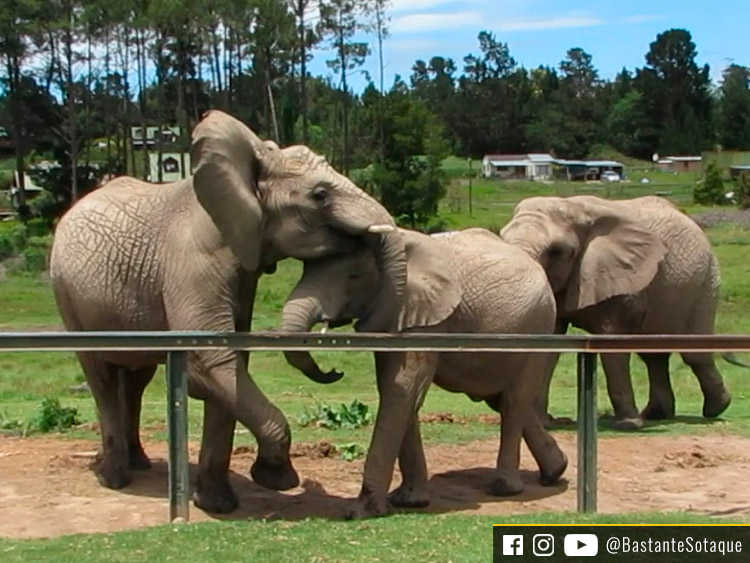 Knysna Elephant Park, África do Sul