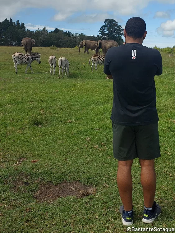 Knysna Elephant Park