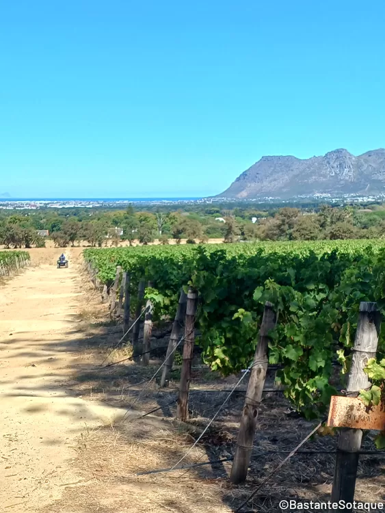 Vinícolas da África do Sul