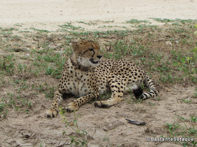 Guepardo/cheetah. Moditlo Private Game Reserve. Vuyani Safari Lodge. Hoedspruit.