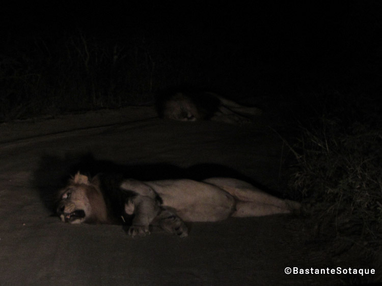 Leões dormindo na Moditlo Private Game Reserve, Hoedspruit, Vuyani Safari Lodge
