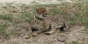 Safári na reserva Moditlo. Guepardo/Cheetah. Hoedspruit.