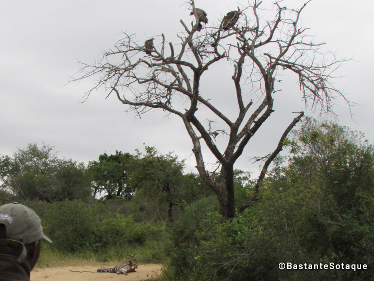 Zebra e abutres na reserva Moditlo, Hoedspruit. Vuyani Safari Lodge.