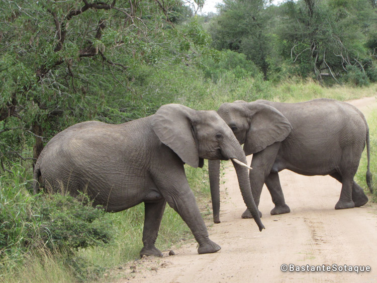 Elefantes - Kruger National Park, África do Sul