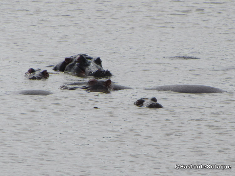 Hipopótamos do Kruger National Park, África do Sul