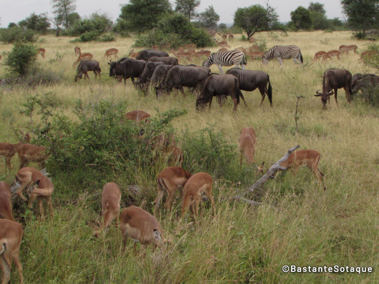 Impalas, zebras, gnus - Kruger National Park, África do Sul