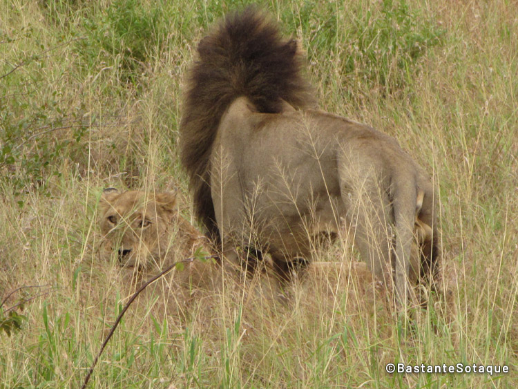 Leões, leão, leoa - Kruger National Park, África do Sul