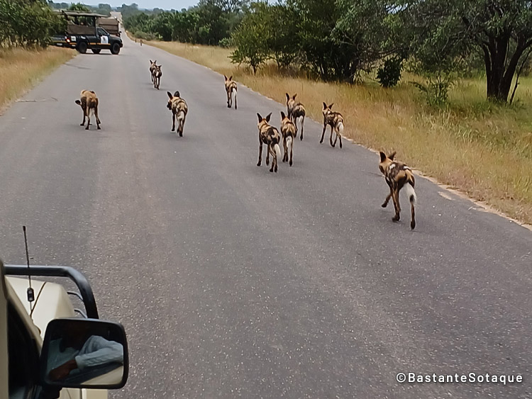 Cachorros selvagens - Kruger National Park, África do Sul