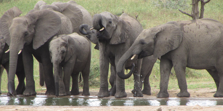 Elefantes - Safári no Kruger National Park, África do Sul