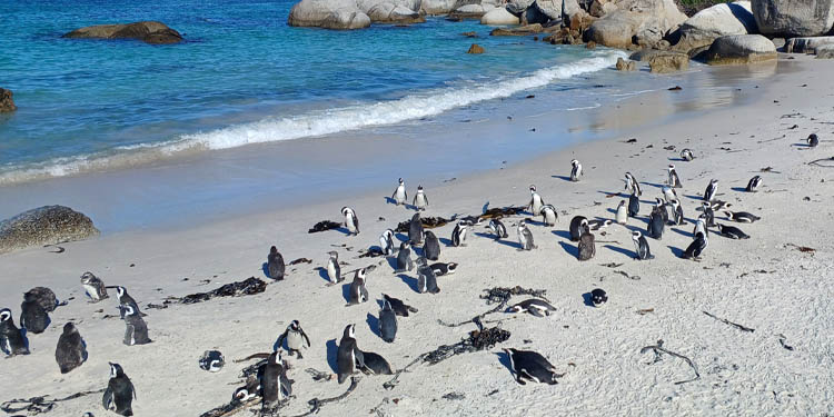 Boulders, Simon's Town. Praia dos PInguins em Cape Town, Cidade do Cabo, África do Sul.