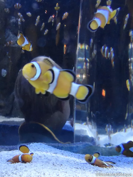 Two Oceans Aquarium - Cidade do Cabo, África do Sul