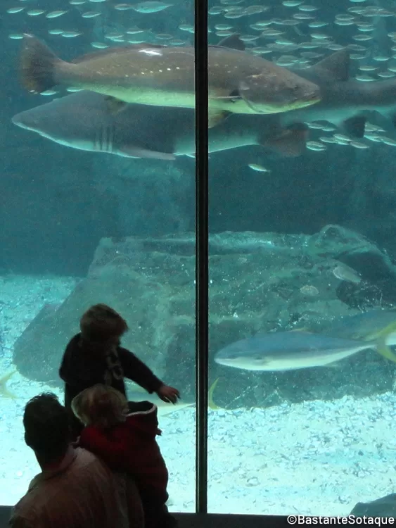Two Oceans Aquarium - Cidade do Cabo, África do Sul